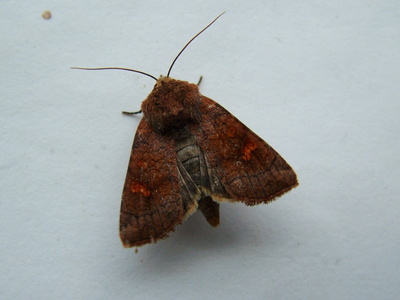 Ear Moth